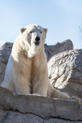 Fototapeta na wymiar adult polar bear is lounging in the sun on a brisk winter day