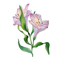 Watercolor flower - green leaves and purple alstroemeria composition on white background