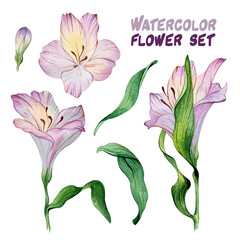 Watercolor flower set - green leaves and purple alstroemeria composition on white background