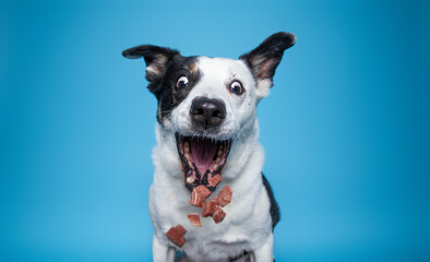 studio shot of a cute dog on an isolated background - 479259672