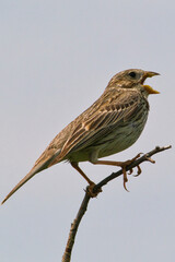 a Corn Bunting,emberiza calandra, is singing on the top of a branch