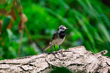 A selective focus shot of white wagtail perched on a fallen tree above the river