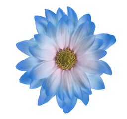 Beautiful light blue chrysanthemum flower isolated on white