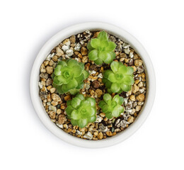 Succulent  in floverpot