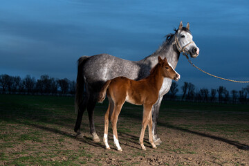 Horse and foal. Arabian horses. 