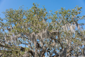 branches against sky