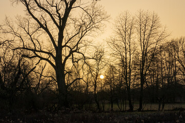 Fototapeta na wymiar romantischer Sonnenuntergang im Winter mit Bäumen in Sandweier Baden-Baden
