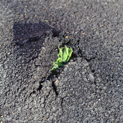 Green fresh sprout growing through the asphalt