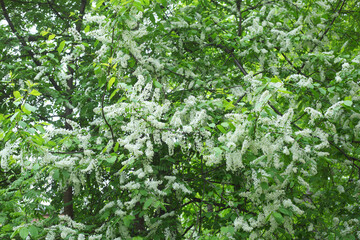 Blooming spring white lilac branch in the park