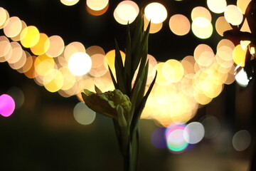 plante sur bille de Boké 