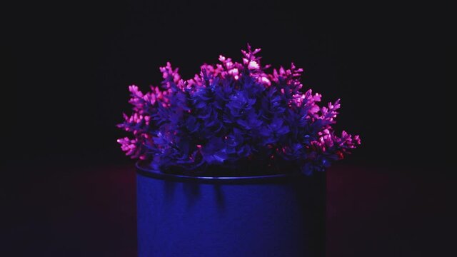 An artificial flower on a black background is beautifully illuminated from the back and front. There is a dynamic moving light source in the frame. Interior decoration. The direction of the decor.