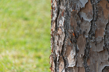 tree bark texture