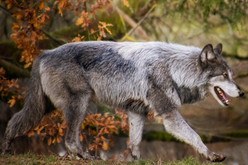 Beautiful male timber wolf walking