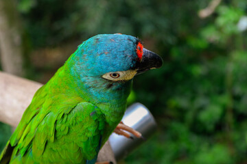 blue and yellow macaw