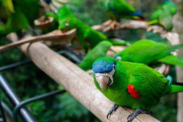 green winged macaw