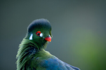 Turaco verde y azul con ojos y pico rojos