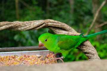 parrot on a branch