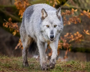 Foto op Plexiglas Beautiful female timber wolf © Judit