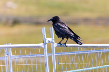 Photograph of a black crow sitting on a fence