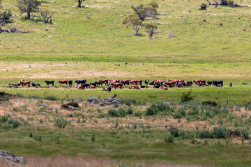 Fototapeta na wymiar Photograph of a herd of cattle in an agricultural field in Australia