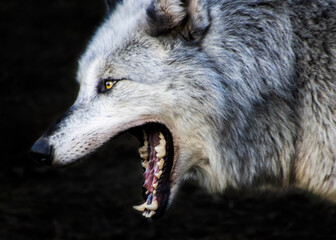 Beautiful female timber wolf yawning