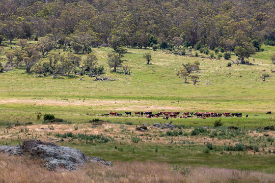 Photograph of a herd of cattle in an agricultural field in Australia