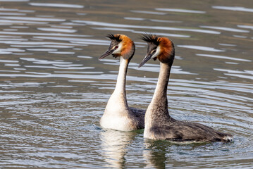 Australasian Crested Grebe in New Zealand