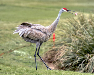 Sandhill Crane