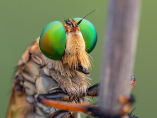 Close up of the eyes of a robber fly