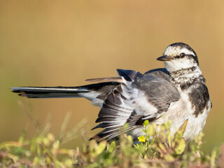 Wagtail and an out of focus background