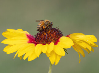 Bee lands on a beautiful red and yellow flower