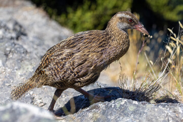 Buff Weka Endemic Rail of New Zealand