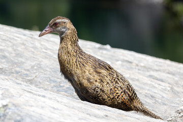 Buff Weka Endemic Rail of New Zealand