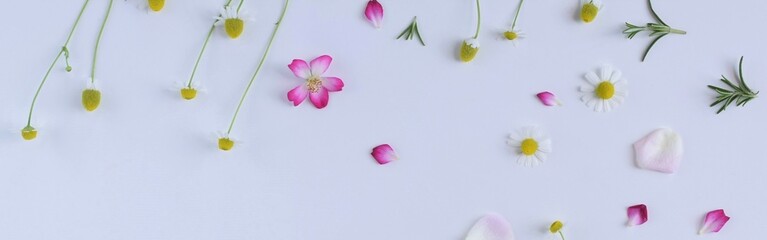 spring flowers on white background.