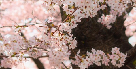 桜の花のクローズアップ、庭の美しい桜の花、日本の春の風景、フレーム素材