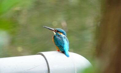 Common Kingfisher.