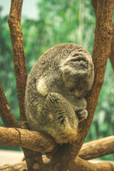 koala in a tree