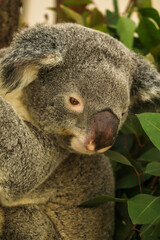 koala in a tree