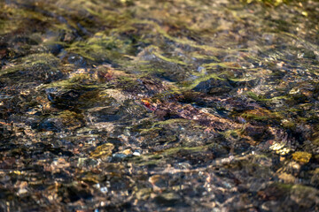 Trout Just Under Sunny Surface of Water