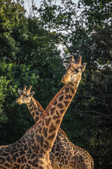 giraffe in the wild