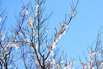 木の枝に積もった雪