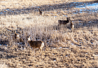The herd of Mule Deer in the field