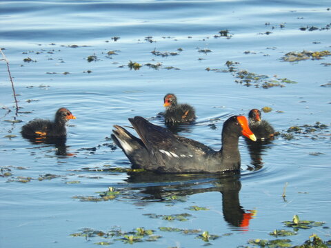 Netta peposaca - Pato Picazo, Rosy-billed pochard, rosybill pochard. South American bird lives in wetlands, streams, lakes, from Brazil, Argentina, Uruguay,
Can be found in Bolivia, Paraguay o Chile.