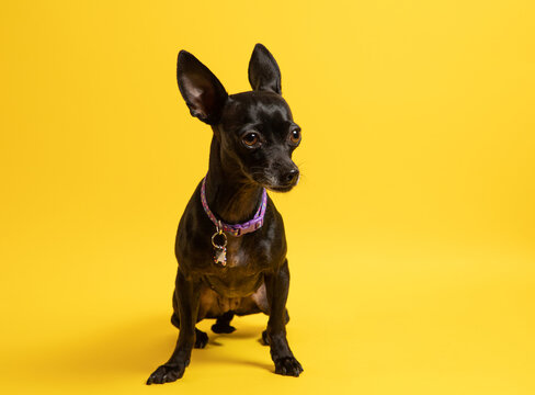 Pequeño perro chihuahua negro pequeño mexicano sobre fondo de color amarillo nervioso