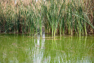 Wetlands inside a park in Mexico city, Bosque San Juan de Aragon.