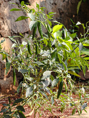 green chili tree growing in the garden of the house