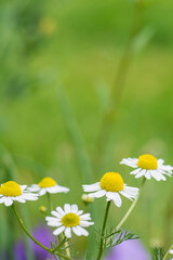Chamomile flowers in a summery field with space for text above.