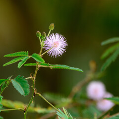 flower of mimosa pudica plant, also known as sleepy or sleeping grass, sensitive, shy plant, closeup of a small fluffy bloom of prickly herbal weed, taken in shallow depth of field