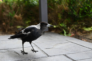 Side-on view of an Australian magpie, standing in a paved area under a verandah, with a dark green hedge in the background