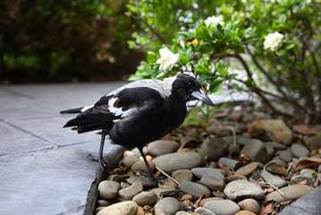 Australian magpie stepping into a stone-covered flower bed, with a gardenia bush in the background